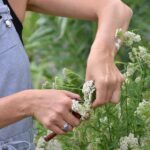 Tresors-botaniques-achillee-recolte