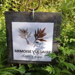 Tresors-botaniques-armoise